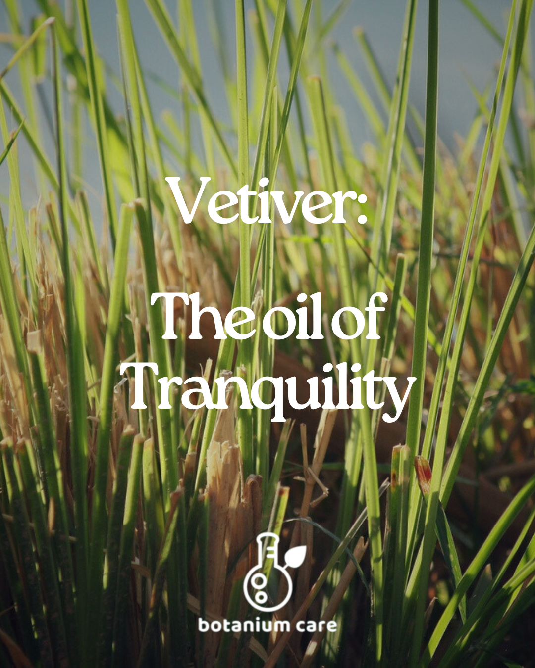 Vetiver - The Oil of Tranquility